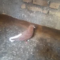سرخ دم سفید جوجه سار