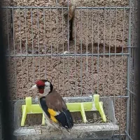 سهره رسمی قرص