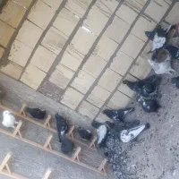 کبوتر خوش قیمت