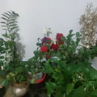 حراج گل و لباس