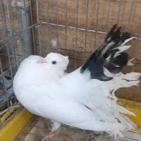 کبوتر دم چتری