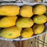 انبه درجه یک