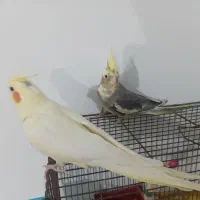 عروس هلندی