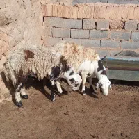 میش چینی بره قوچی