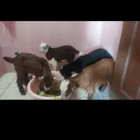 6راس بزغاله شیرمست وسالم بره وگوسفند