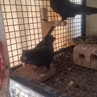 کفتر،کبوتر سیاه ابادانی