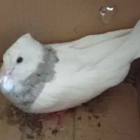 پلاکی و طوق سور و بور و سهره گل بسر