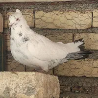 معاوضه با ابادانی