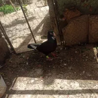 نر سیاه پلنگ کلاهی