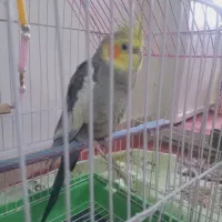 5ماهه
