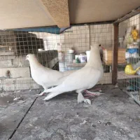 جوجه کبوتر راعبی کاکلی پاپر سفید