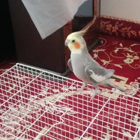 عروس هلندی