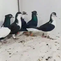 کفتر پرشی نر