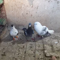 کفتر چپ افغانی مگسی چپ سیاه ماده سبز
