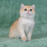 بریتیش شیطون بلا گلدن