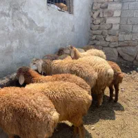 بره