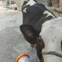 فروش دو راس گاو نر و ماده