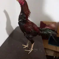 واگذاری خروس لاری ۱۲ماه