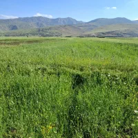 یک هکتار و نیم علوفه در روستای ماراب به فروش میرسد