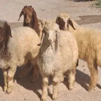 ۴تا بره چاق دونه ۱۵تومان