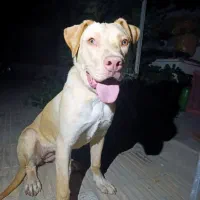 سگ نگهبان پیت بال
