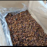 کشمش و نبات تازه