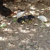 مرغ کرچ با جوجه