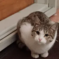 گربه خانگی رایگان