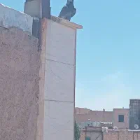 خرگوش سفید