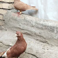 نروماده سرخ زرد سوری