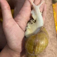 جوجه حلزون ۱/۵نیم