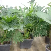 برنگ انجیری سایز بزرگ