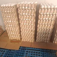 پخش تخم مرغ کیلویی