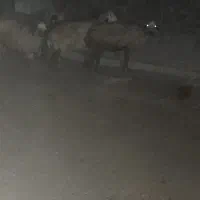 فروش دام زنده جهت نزری