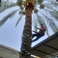 قطع نخل بریدن درآوردن ریشه نخل سم پاشی درخت منزل