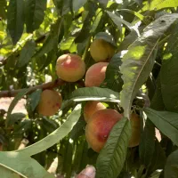 هرس درخت و سمپاشی انواع نهال و درخت