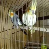 عروس هلندی جهت معاوضه