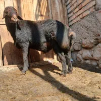 قوچ  قره قزل افشاری