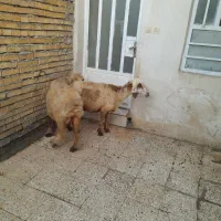 گوسفنددوتا۳۵میلیون