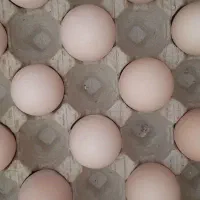 تخم مرغ محلی