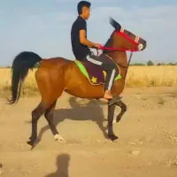 مادیان درهشوری سالار فرخشهر