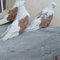 کبوترپشتارکاکلی