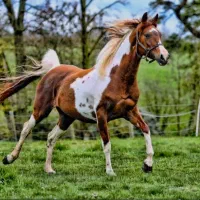 مادیان درشوری با کره ۳ماهه