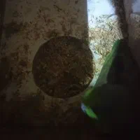 طوطی پروتلت نر