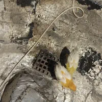 جوجه