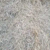 کاه جو یا گندم دیم معاوضه با گوسفند