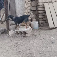 سگ پاکوتا