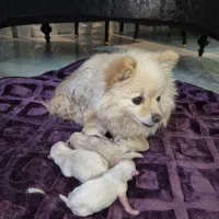 واگذاری توله پامرانین فقط به خانواده