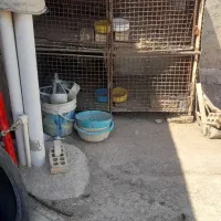 جفتگاه