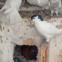 کفتر خوب معاوضه